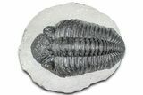 Huge Phacopid (Drotops) Trilobite - Issoumour, Morocco #363233-2